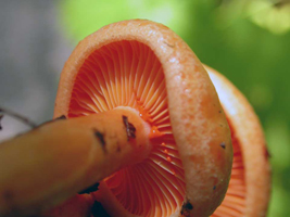 Lactarius deliciosus, A fresh mushroom will ooze ample quantities of orange “milk” or latex when cut.